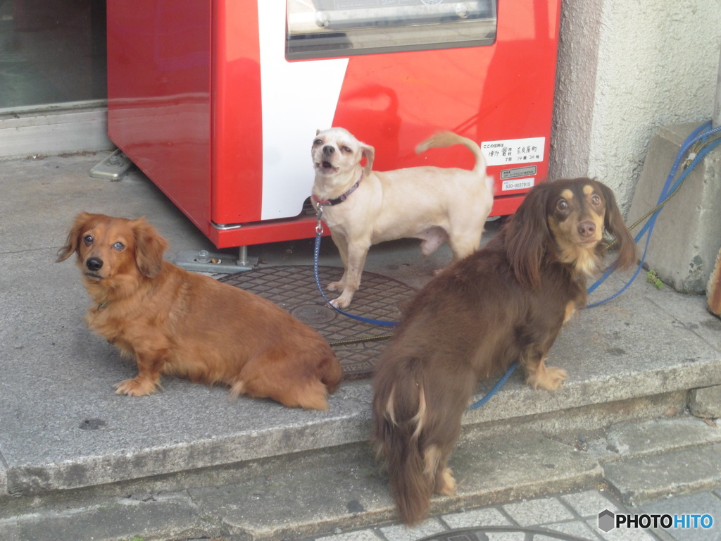 飼い主を待つ三匹のワンちゃん①