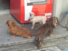 飼い主を待つ三匹のワンちゃん①