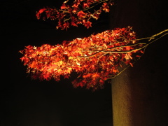 太宰府市竈戸神社の紅葉ライトアップ③