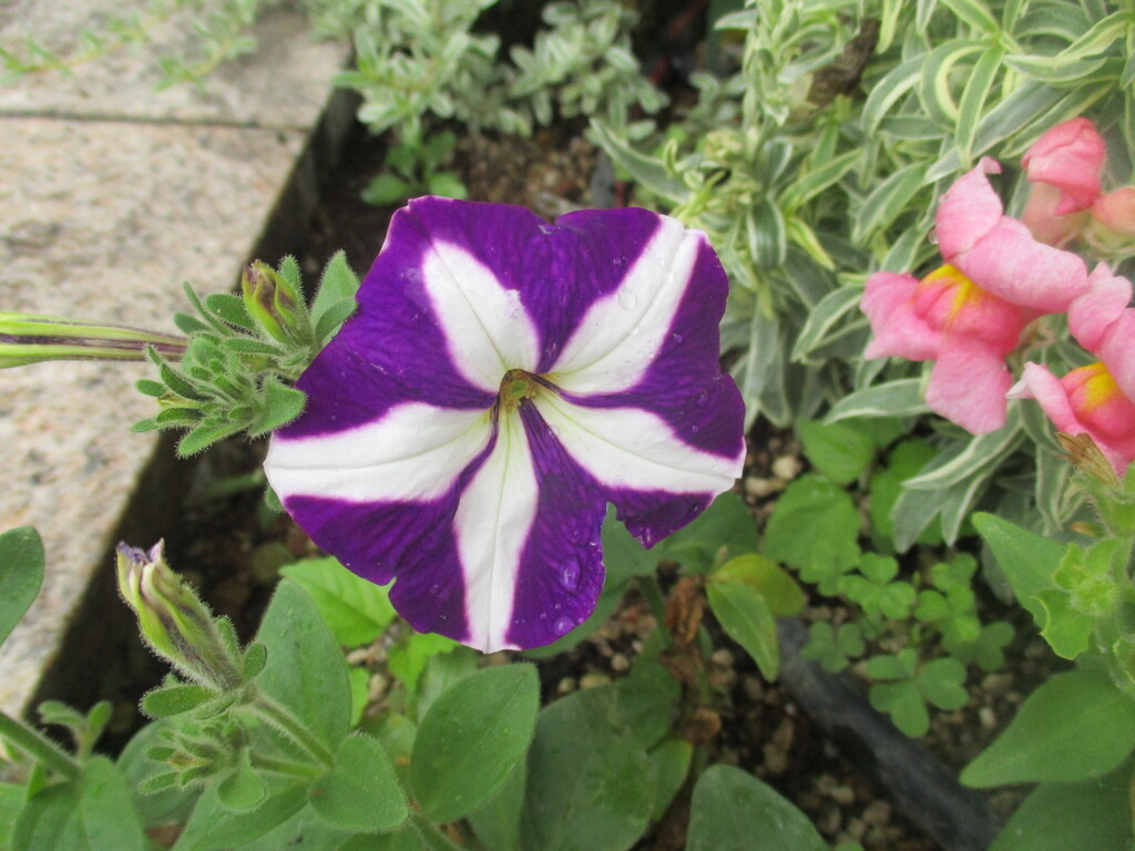 雨に濡れたお花　②