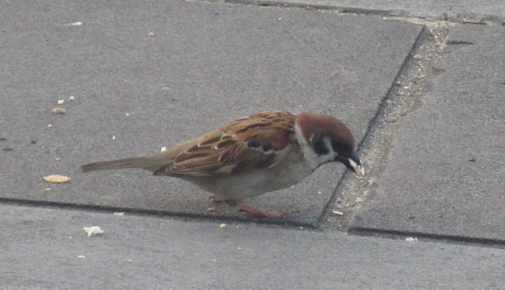餌をかぶりつくスズメちゃん