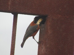 ヤマガラの営巣　③