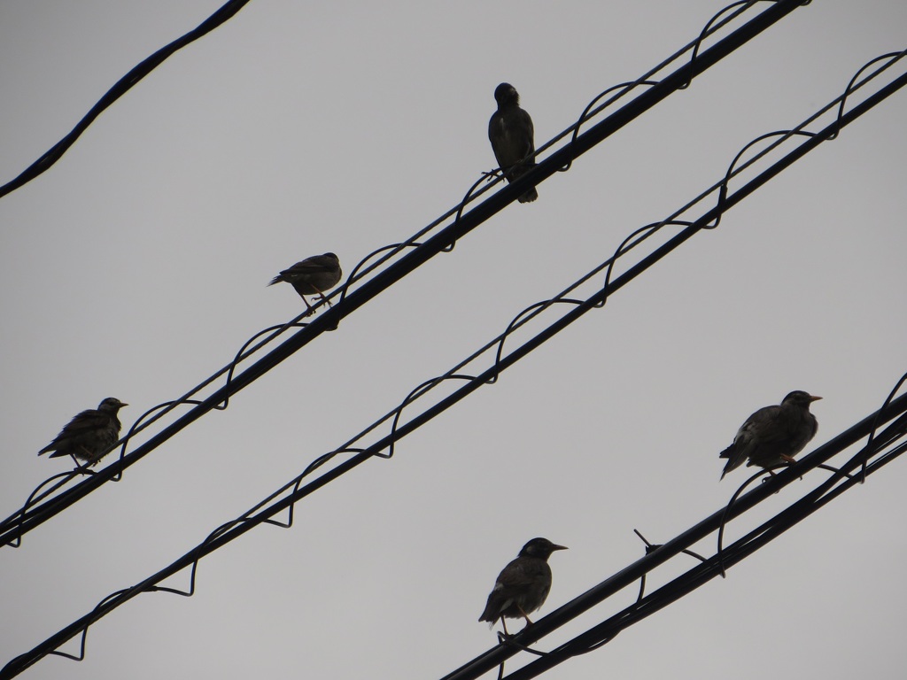 電柱の上にとまるムクドリの群れ