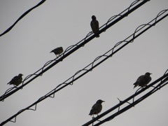 電柱の上にとまるムクドリの群れ