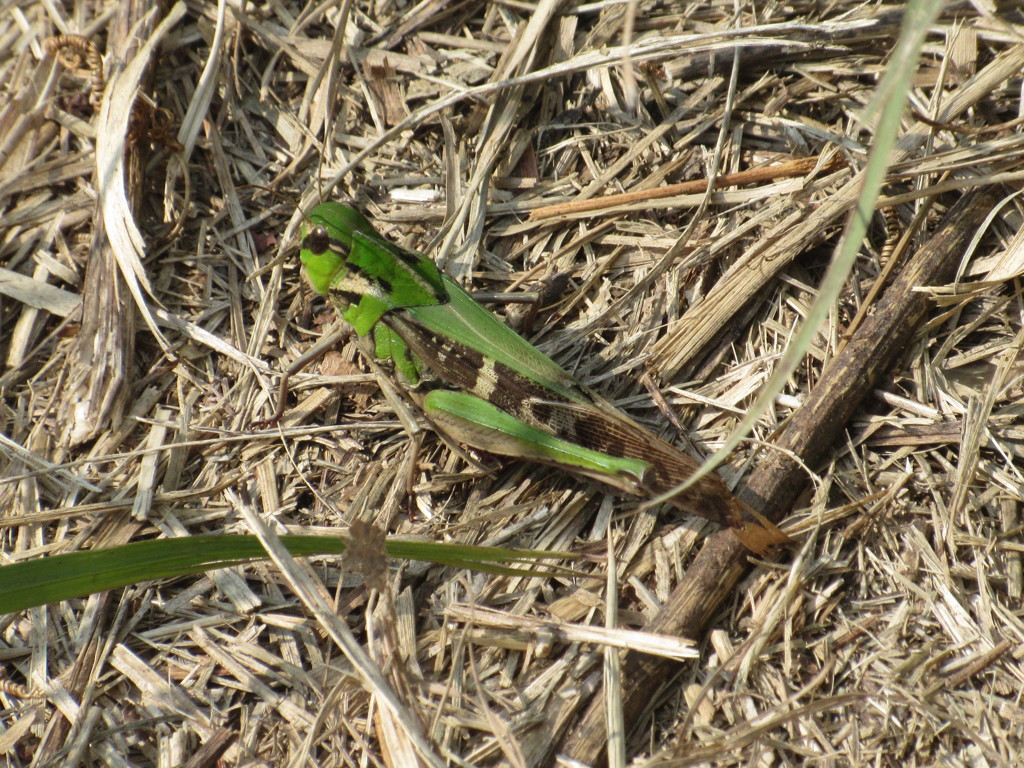 元気なバッタ