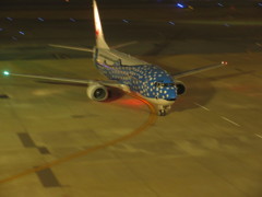 ジンベエ到着①