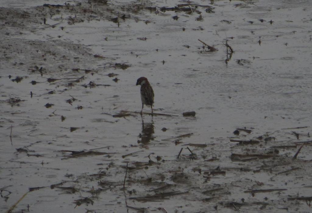 泥の上のスズメ②