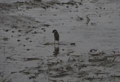 泥の上のスズメ②