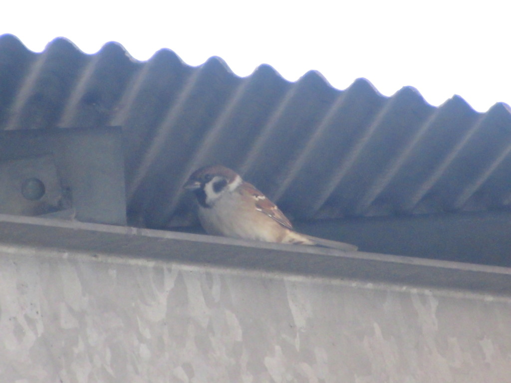 屋根の隅に隠れるスズメ