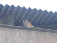 屋根の隅に隠れるスズメ