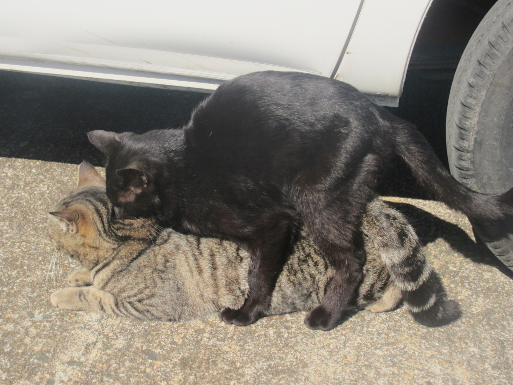 福岡の相島へ⑥