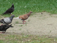 一匹だけ茶色の鳩
