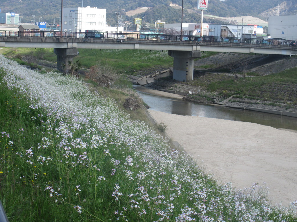御笠川に咲き誇る花