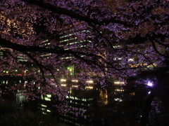夜桜　福岡の舞鶴公園にて　③
