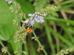 花にとまる蜂