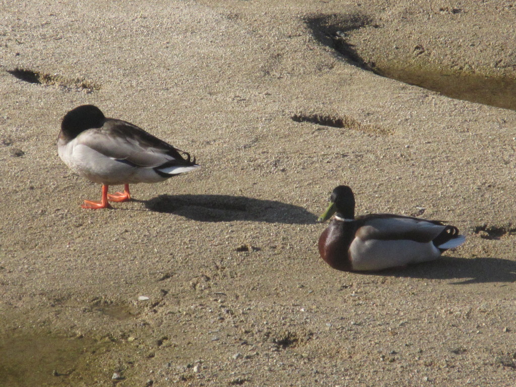 川で遊ぶカモたち②
