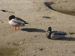 川で遊ぶカモたち②