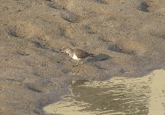 冬鳥のイソシギ