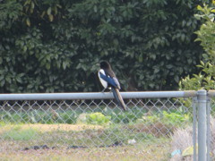 鉄柵の上のカササギ