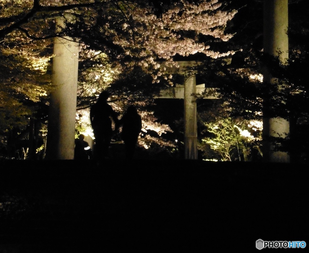 夜桜と歩く人の影