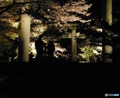 夜桜と歩く人の影