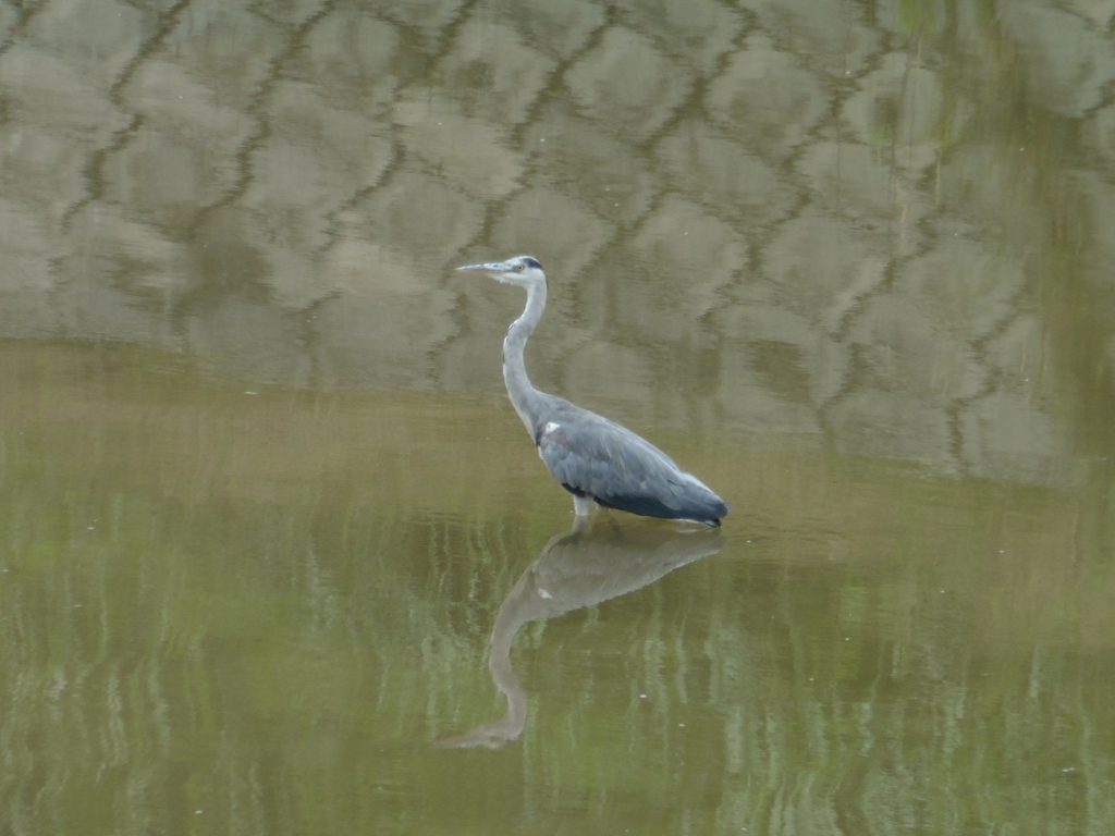 川にたたずむサギ③