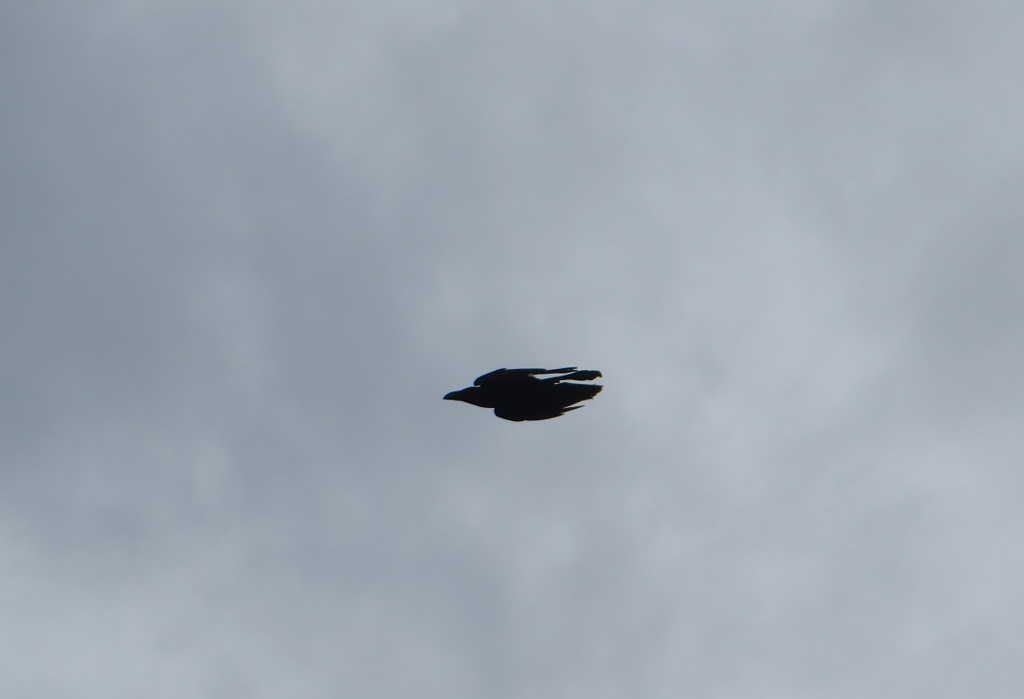 飛んでいるカラス