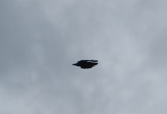 飛んでいるカラス