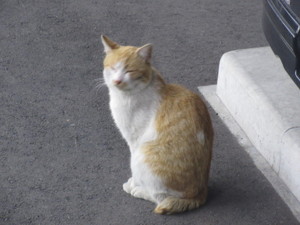 コンビニの前で見かけた猫ちゃん②