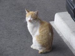 コンビニの前で見かけた猫ちゃん②