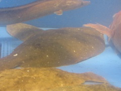 水槽の中の魚たち②