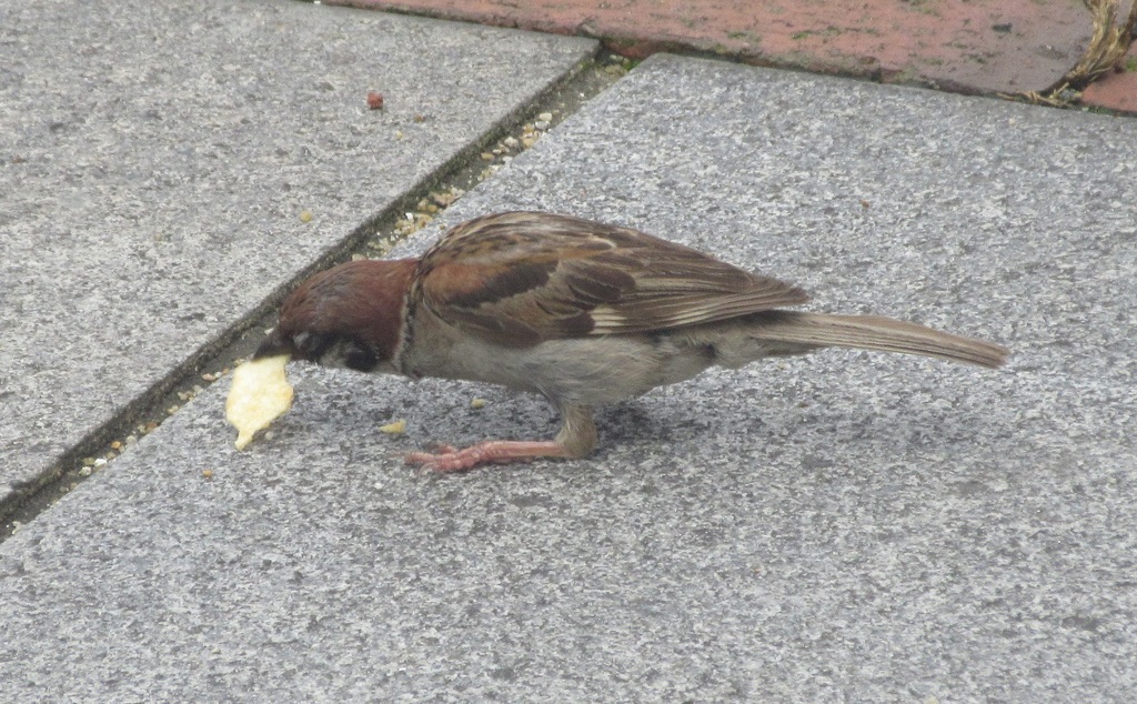 ポテトチップスを食べるスズメ②