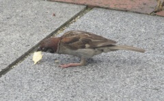 ポテトチップスを食べるスズメ②