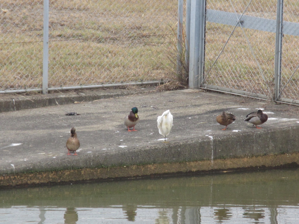 ため池の側にたたずむカモたち