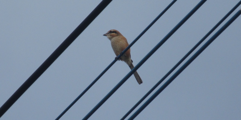 見慣れぬ電線の上の鳥