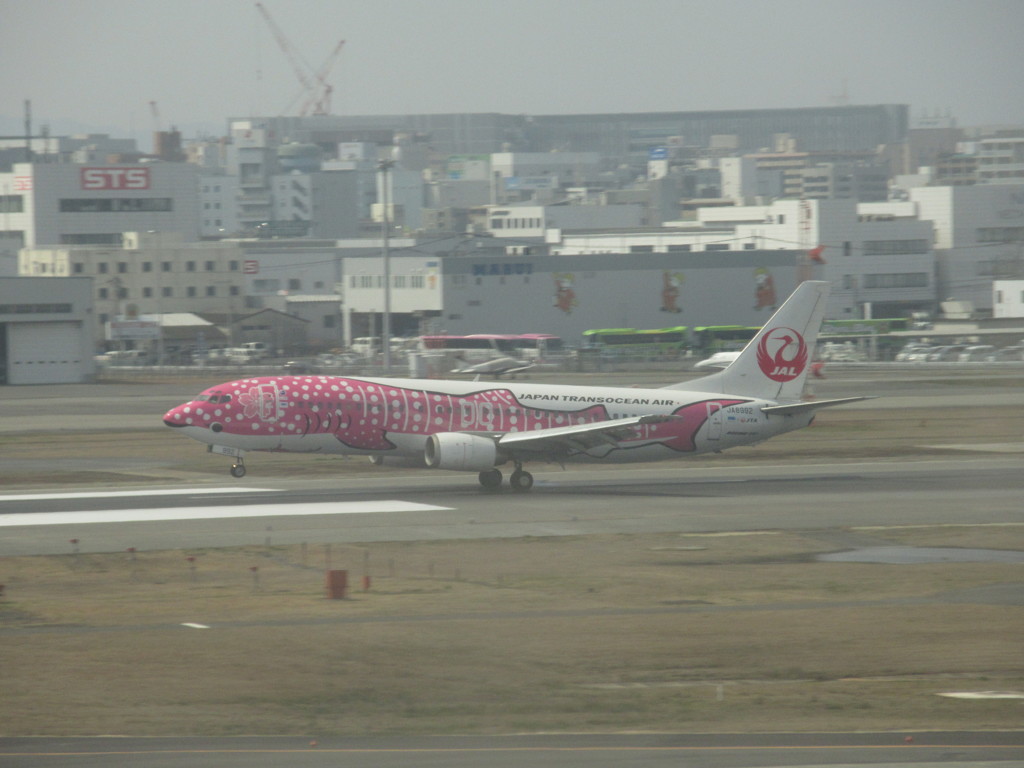 ピンクジンベエ