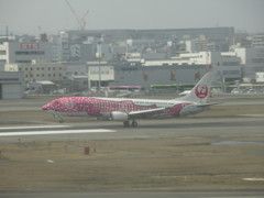 ピンクジンベエ