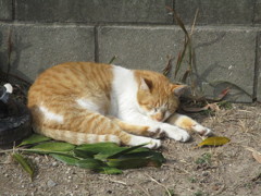 猫のおねんね