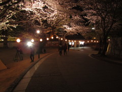 夜桜　⑦