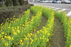福岡空港周辺の菜の花