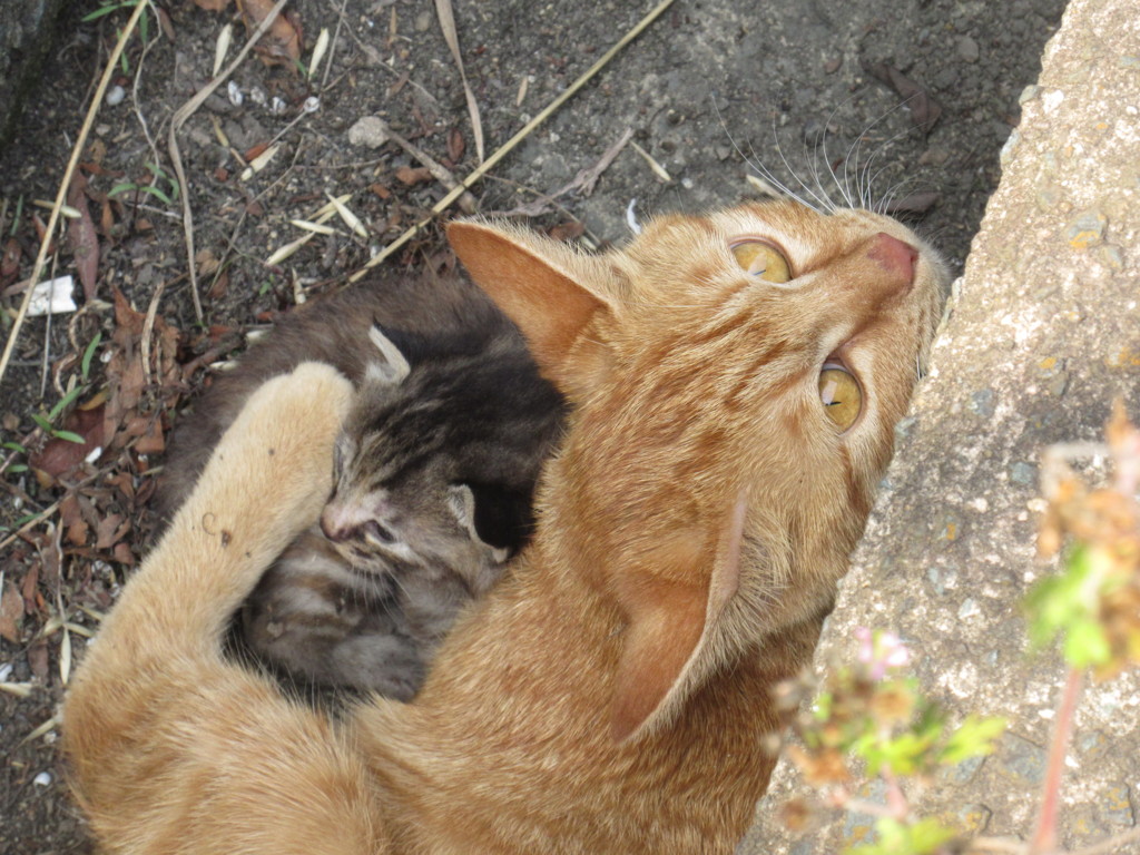親猫と子猫③