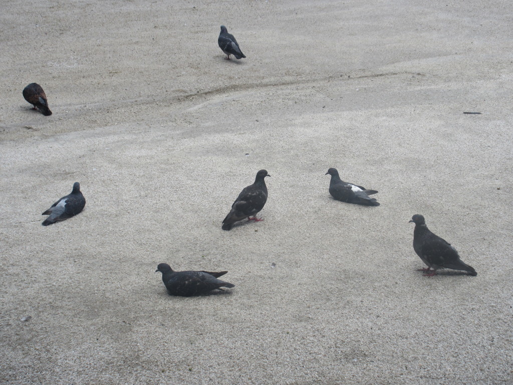 ぐったりしてる鳩