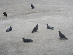 ぐったりしてる鳩
