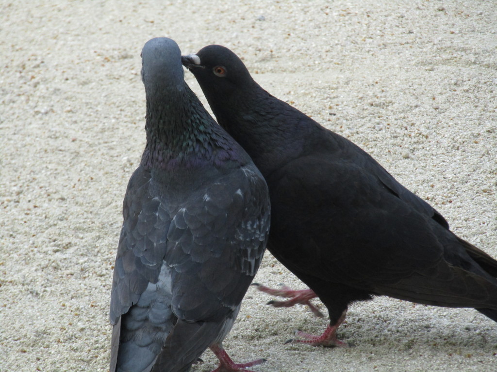 ハト同士が　②