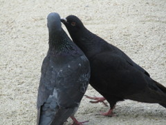 ハト同士が　②