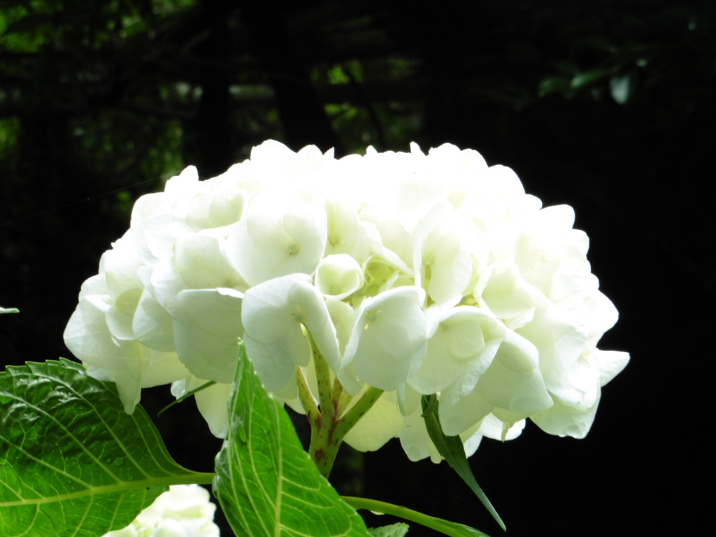 雨の濡れた花々③