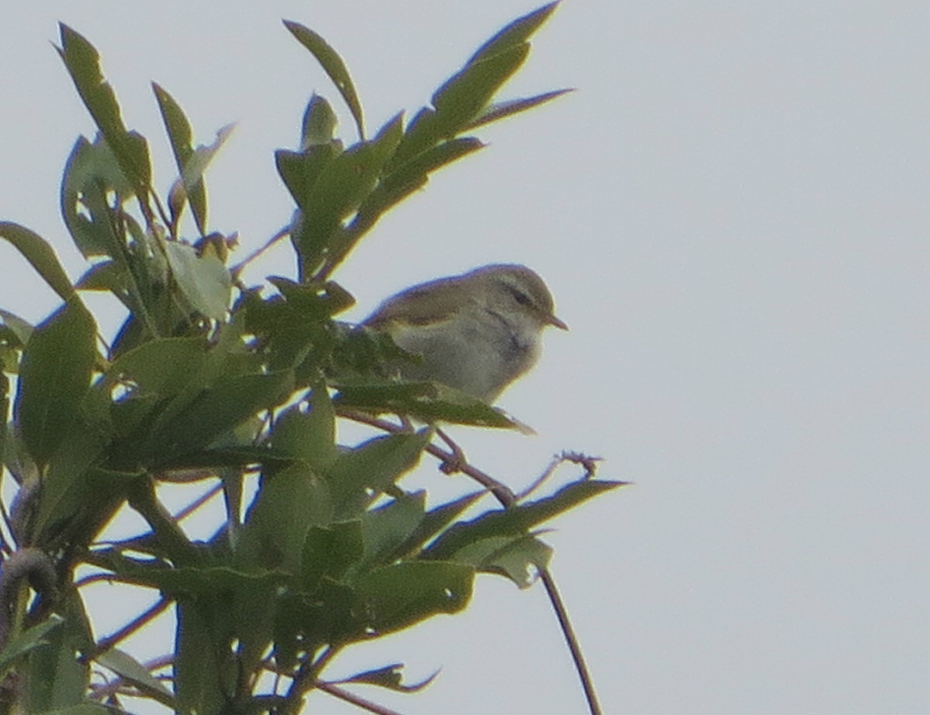 木の上のウグイス