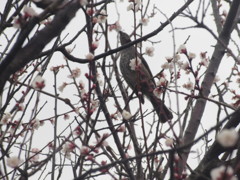 桜の花をついばむヒヨドリ①