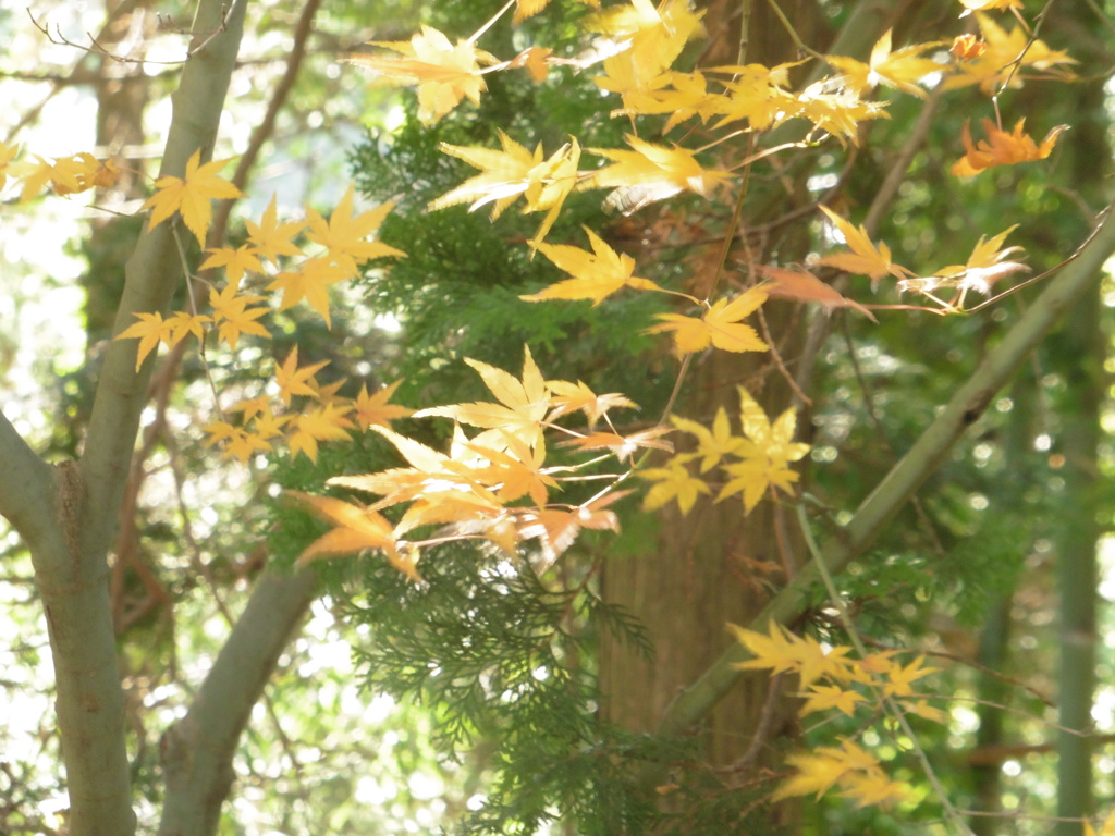 田舎の紅葉④