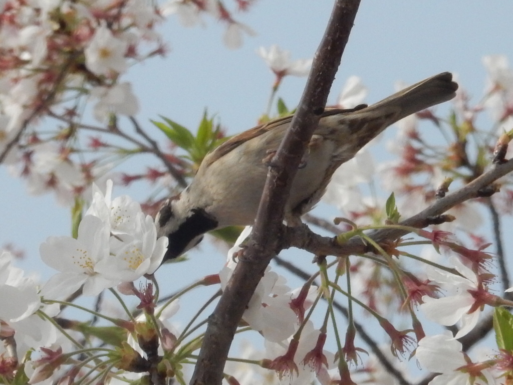 桜をついばむスズメ　⑦